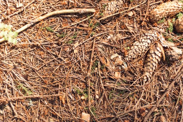 Pine Needles Removal in Laguna Niguel