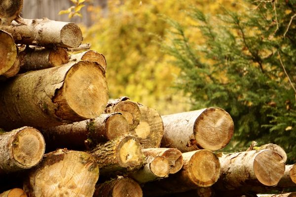 Wood Pile Removal in Laguna Niguel