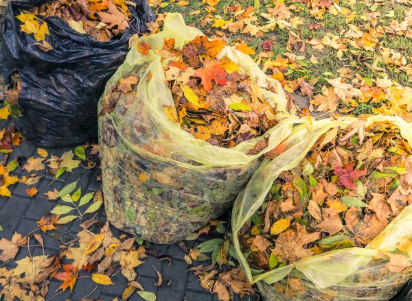 Yard Cleanup Service in Laguna Niguel