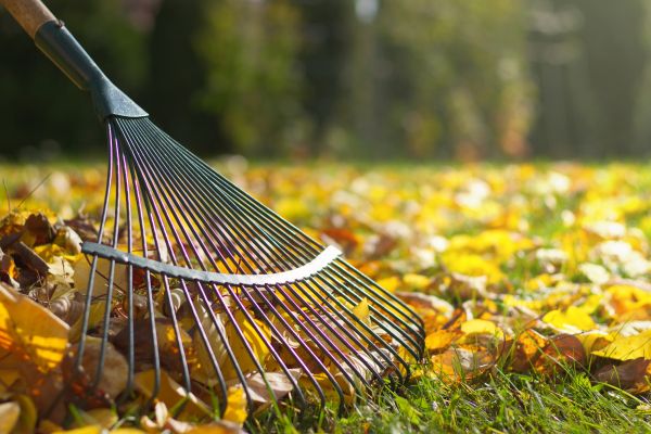Leaf Raking Service in Laguna Niguel