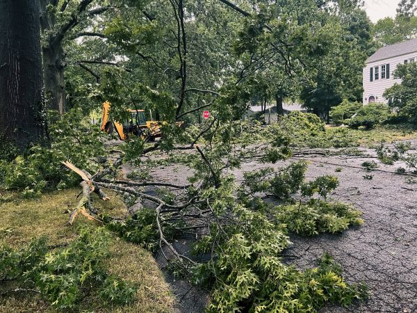 Tree Branch Disposal in Laguna Niguel