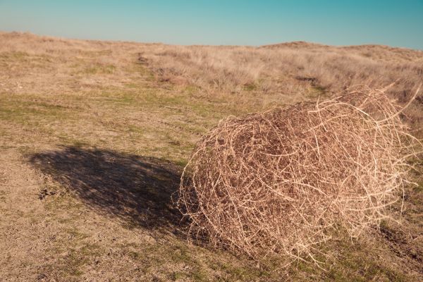 Tumbleweed Removal in Laguna Niguel
