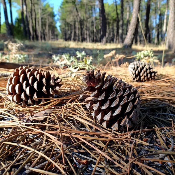 Pine Cone Removal in Laguna Niguel