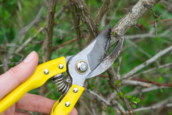 Limbs Removal in Laguna Niguel