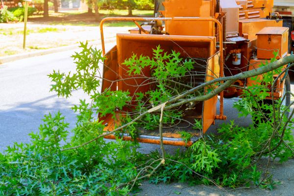Tree Branches Removal in Laguna Niguel