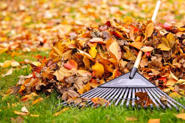 Yard Leaf Removal in Laguna Niguel