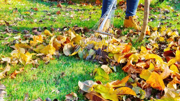 Lawn Cleanup Service in Laguna Niguel