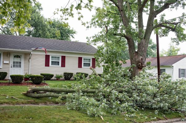 Fallen Branch Removal in Laguna Niguel