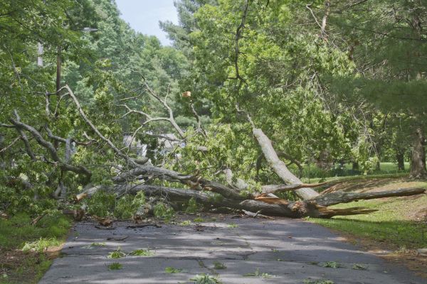 Tree Debris Removal in Laguna Niguel